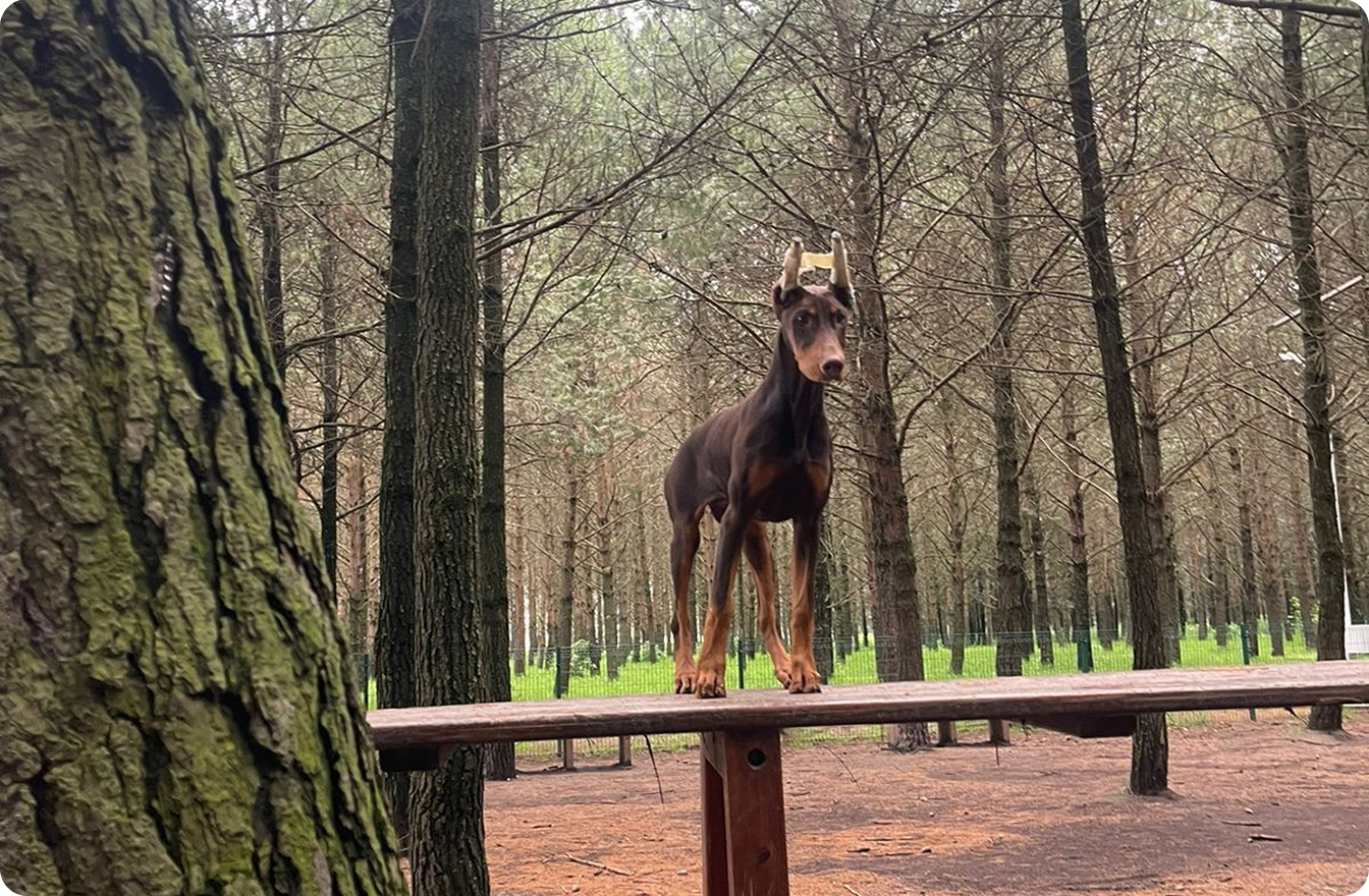 TU PERRITO TAMBIÉN NECESITA UN PLAN BONITO